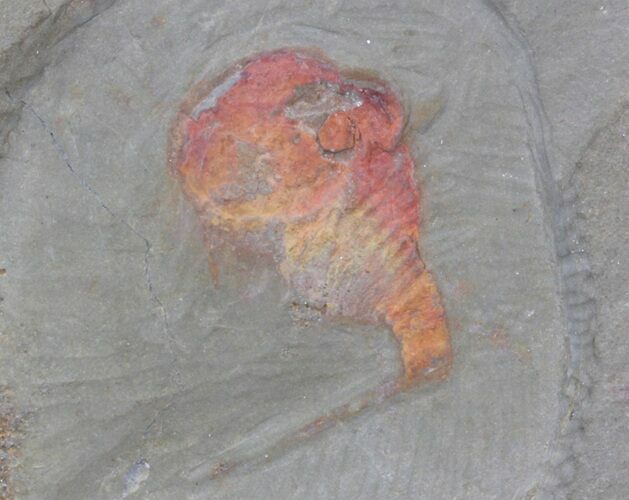 Xiphosurida Arthropod - Horseshoe Crab Ancestor #41551